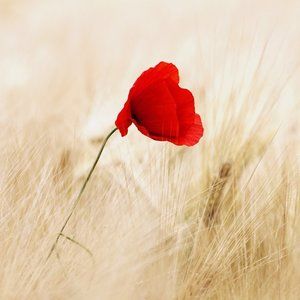 Meet your Posher, Sunrise